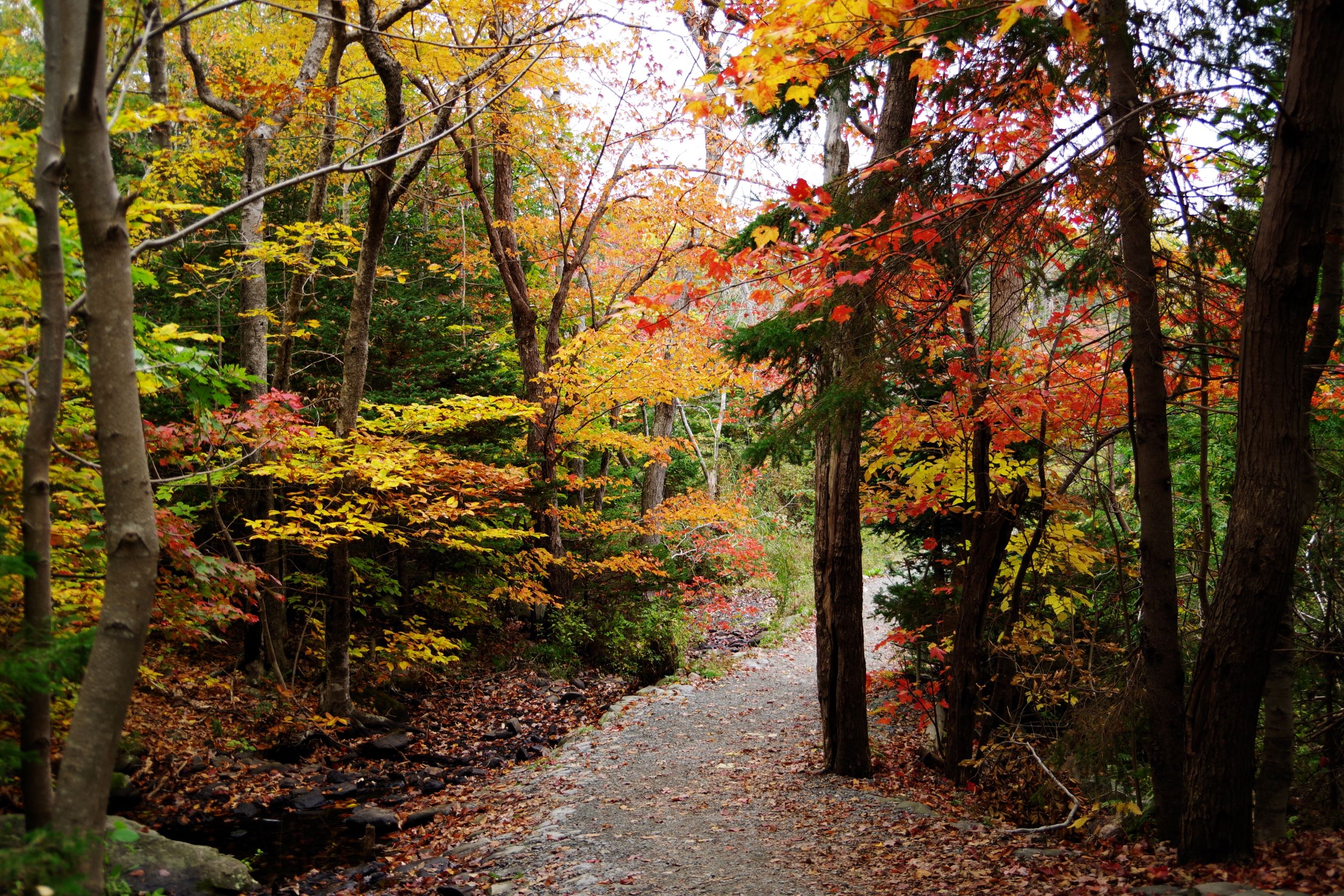 #0000213 Fall Colors Shubie Park